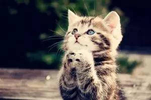 Begini cara hewan peliharaan bikin kamu sakit