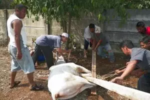 Selain ahli, jagal-jagal dari kampung ini juga bekerja sesuai syariat 