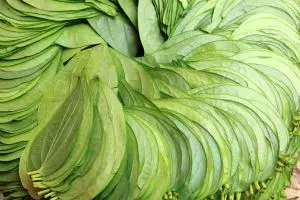 Inilah keampuhan daun sirih selain untuk menginang