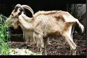 17 Meme kocak curhatan kambing jelang hari eksekusi