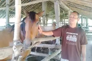Suhardiman, tukang pijat kuda andalan atlet kuda pacu dan keraton!