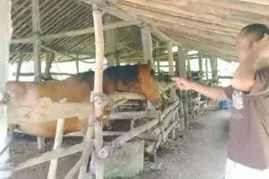 Wah, ternyata memelihara kuda butuh perawatan eksklusif