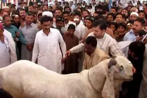 Inilah standar hewan kurban di penjuru dunia