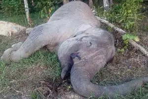 Gajah Yongki dibunuh & dicuri gadingnya, netizen marah!