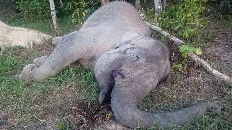 Gajah Yongki dibunuh & dicuri gadingnya, netizen marah!