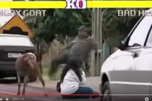 Video: Kambing marah versus bad hero bikin ngakak