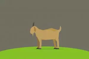 Kamu harus tiru keberanian kambing ini, lawan sapi pun nggak mundur!