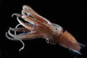 Tinta cumi-cumi bisa untuk mengobati kanker