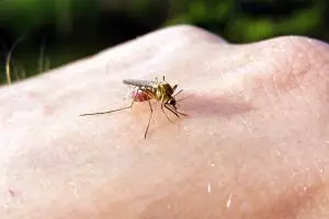 VIDEO: Gigitan serangga sebetulnya tidak bikin gatal