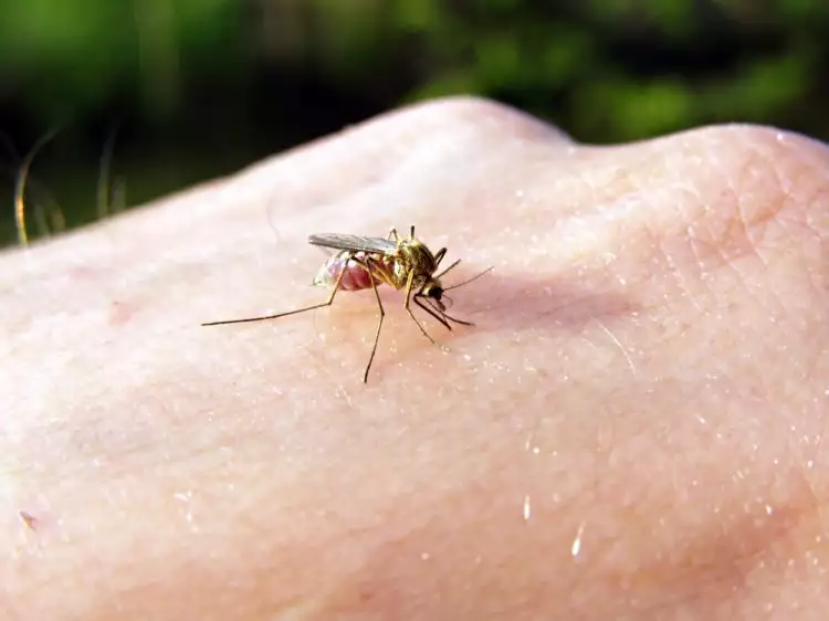 VIDEO: Gigitan serangga sebetulnya tidak bikin gatal