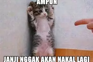 16 Kelakuan jahil kucing yang bikin gemes 