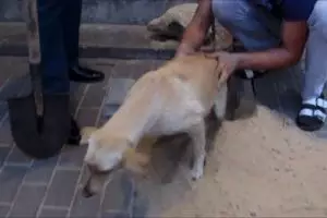 Suaranya buat merinding, warga yang penasaran dikejutkan penampakannya