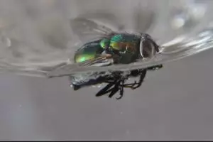 Penjelasan ilmiah lalat harus dicelup semua jika ingin aman bakteri 