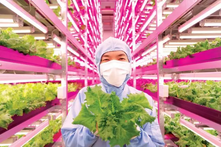 Ini 5 hal yang membuat pertanian di Jepang begitu maju