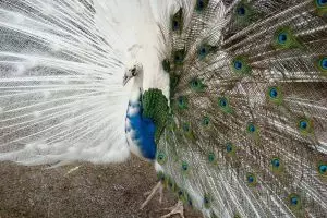 Tidak hanya manusia, hewan juga ada yang Albino