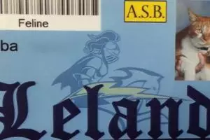 Saban hari mondar-mandir di sekolahan, kucing ini punya kartu pelajar