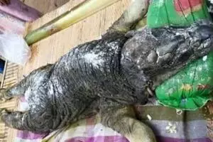 Aneh, ada hewan berkepala buaya tapi berbadan kerbau! Kok bisa ya?