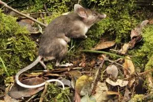 Spesies baru tikus ditemukan di Indonesia, punya hidung mirip babi!