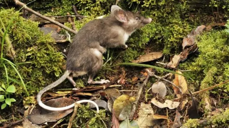 Spesies baru tikus ditemukan di Indonesia, punya hidung mirip babi!