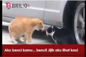 VIDEO: Pertengkaran sepasang kucing yang bakal bikin kamu ketawa geli