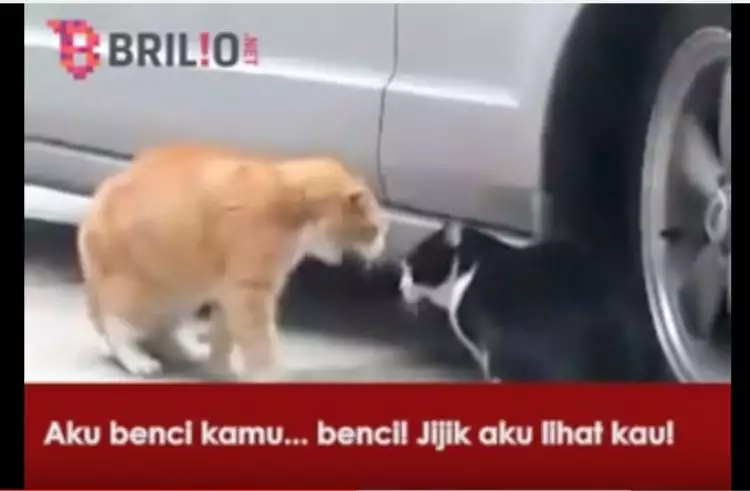 VIDEO: Pertengkaran sepasang kucing yang bakal bikin kamu ketawa geli