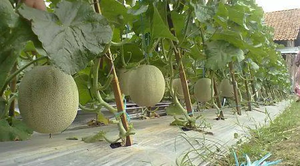 Haus main sepeda, curi melon ditangkap warga