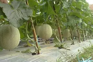 Haus main sepeda, curi melon ditangkap warga