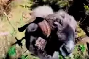 Operator drone kena batunya, drone & dirinya diseruduk kambing marah