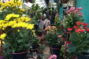 Pendidikan lingkungan antarkan Fahran ke Jepang