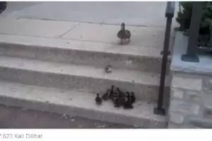 Mungkin inilah yang dinamakan terjatuh lalu bangkit lagi