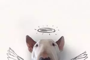 Kreatif!! Anjing dan tembok putih jadi inspirasi karya yang luar biasa