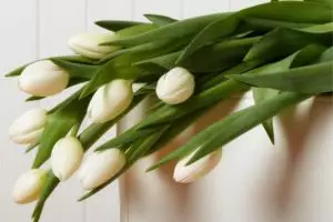 Ini dia karakter kamu yang suka warna putih