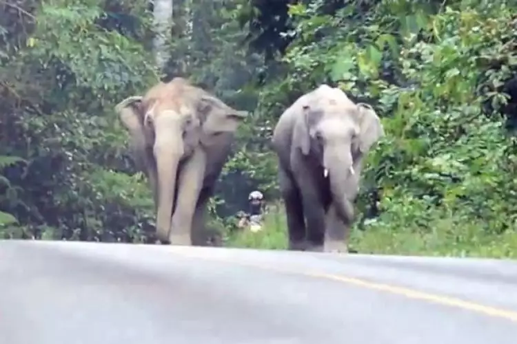 Gara-gara suara motor berisik, kumpulan gajah keroyok pengendara motor