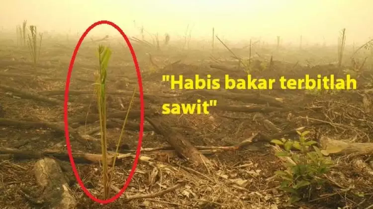 Netizen marah, lahan bekas kebakaran sudah ditanami kelapa sawit