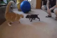 Perkelahian kucing vs anjing ini bakal membuatmu senyum-senyum sendiri