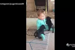 Lucunya bayi manusia bermain bareng bayi anjing ini