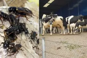 Perilaku sapi dan jangkrik bisa jadi penanda turunnya hujan