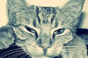 Ini perasaan saat mahasiswa dinyatakan  lulus kuliah