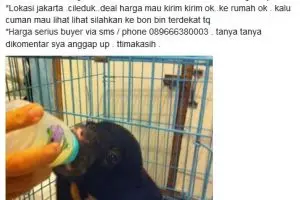 Waduh! Cewek cantik ini jualan hewan-hewan dilindungi