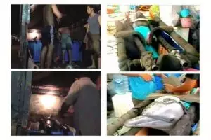 Fakta mengerikan di balik sirkus lumba-lumba, masih tega nonton?