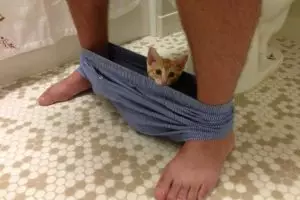 20 Foto kucing kalau lagi caper sama majikannya, bikin gemas!