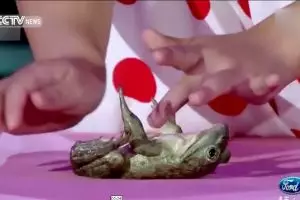 Gadis 5 tahun unjuk kemampuan menghipnotis hewan, para juri melongo!