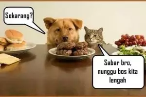 30 Meme kocak kucing vs anjing yang bikin ketawa ngakak