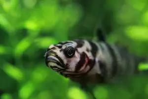 11 Spesies fauna baru ditemukan di Pulau Enggano, brilio!