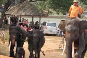 Kini ada rumah sakit khusus gajah di Indonesia