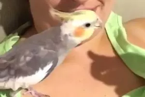 VIDEO: Kakatua ini luar biasa kicaunya, brilio!