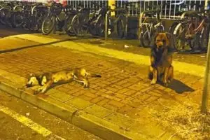 Mengharukan, anjing ini setia temani jasad rekannya yang tertabrak