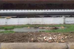 Kerbau bule dikeramatkan & diistimewakan di Solo, kamu tahu sebabnya?