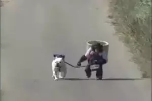 Video kisah simpanse dan anjing yang dijamin bikin kamu ngakak