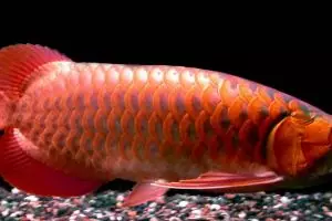 6 Hewan keren ini diyakini membawa keberuntungan, kamu percaya?